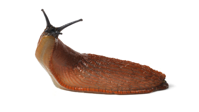 Illustration for article titled 5 Slugs That, In Retrospect, We Sort Of Whipped Ourselves Into A Frenzy Over